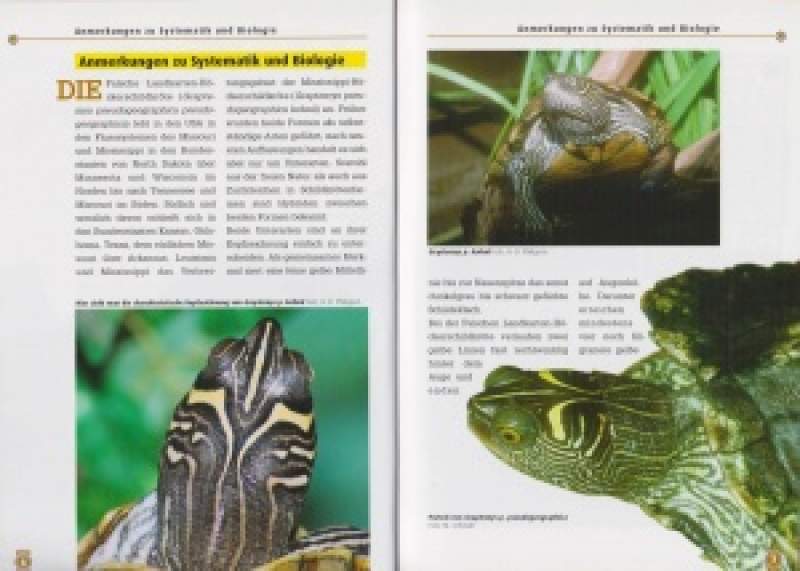Preview: Falsche Landkarten-Höckerschildkröten und Mississippi-Höckerschildkröten